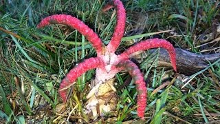 Clathrus archeri Devils Fingers  Octopus Stinkhorn fungi erupting from their eggs time lapse [upl. by Milas]