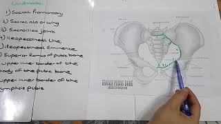 8 Landmarks of Pelvis Explained [upl. by Wivinia]