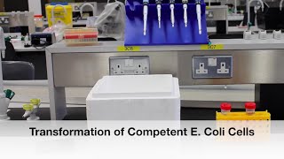 Protocol 6 Transformation of Competent E Coli Cells [upl. by Ellehcar]