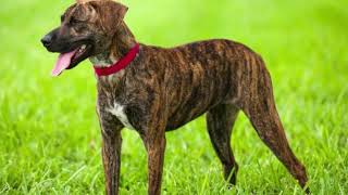 Treeing Tennessee Brindle Dog FactsMaintenance And GroomingTraining [upl. by Whitehouse]