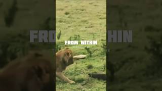 The Power of Courage Mongoose vs Lion animal [upl. by Anits]