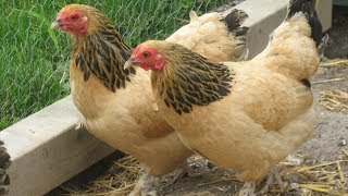 Brahma Chickens  Very Large Winter Hardy [upl. by Wailoo895]