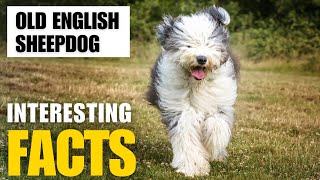 Exploring the Fascinating World of Old English Sheepdog  Interesting Facts  The Beast World [upl. by Trammel]