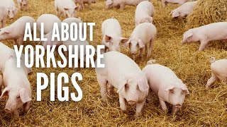 Yorkshire Pigs Everything You Need to Know [upl. by Einohpets943]