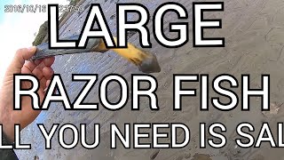 How to catch a Razor Fish  Clam with salt [upl. by Applegate]