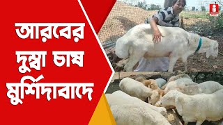 Dumba Goat Farm আরবের দুম্বা চাষ কীভাবে হচ্ছে মুর্শিদাবাদে [upl. by Ykroc]