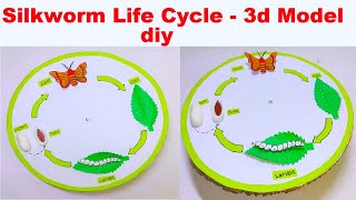 life cycle of silkworm 3d model  silkworm life cycle model  DIY  craftpiller howtofunda [upl. by Albina207]