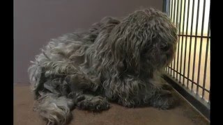 Doggie Makeover  Terrified Matted Dog Gets Groomed [upl. by Enilrae]