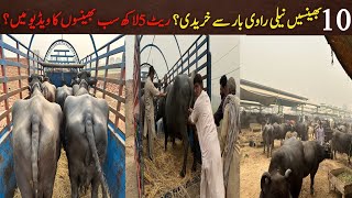 Nili ravi buffalo milking  buffalo price  cattle farming in pakistan [upl. by Abey626]