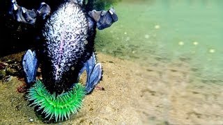 SEA ANEMONE EATS BIRD [upl. by Mcgruter]