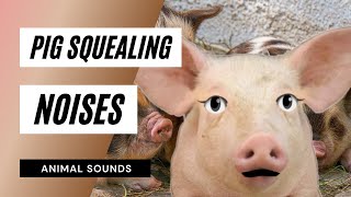 The Animal Sounds Pig Squealing Noises  Sound Effect  Animation [upl. by Dnomrej247]