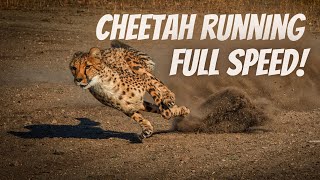 Cheetah Running Full Speed  True Facts [upl. by Orin]