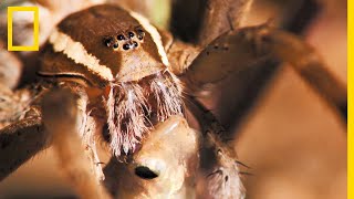 Cette araignée peut respirer sous leau [upl. by Biagi]