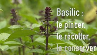 Comment cultiver et conserver le basilic [upl. by Jaine]