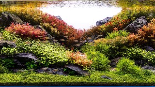 BCKYRD  2024 Aquascaping Contest Entry  World Rank 28 [upl. by Meagan]