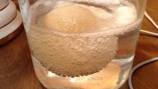 Egg in Vinegar  Step 1 Osmosis Experiment [upl. by Christianity799]