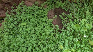 15 Beautiful and Useful Ground Cover Plants in Our Garden [upl. by Aihsatsan704]