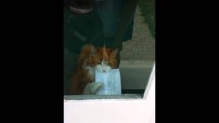 Cat hates the mailman [upl. by Hpseoj]