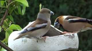 Appelvinken  Hawfinch  Coccothraustes coccothraustes  Uddel [upl. by Aeret104]