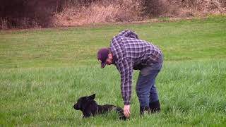 Schutzhund Tracking [upl. by Shamma]