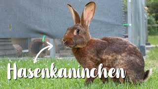 Hasenkaninchen  Kaninchenrasse  Kaninchenstar [upl. by Aerdnwahs]