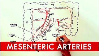 Anatomy tutorial  The Mesenteric Arteries [upl. by Aneert]