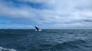 Australia Humpback [upl. by Lasala259]