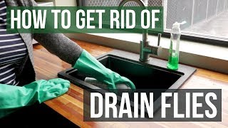 How to Get Rid of Drain Flies 4 Easy Steps [upl. by Ahseyt]