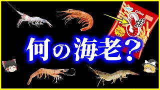 【ゆっくり解説】「えび」なのに「かっぱ」？「かっぱえびせん」に使われているエビ6選を解説 [upl. by Sauls534]