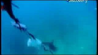 Shark Bites  Magnet Test [upl. by Mitman]