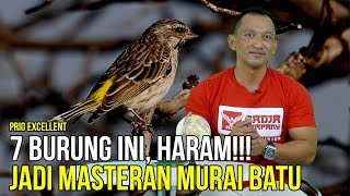 BAHAYA 7 Burung Ini Haram Dipakai Untuk Pemasteran Murai Batu [upl. by Femi]