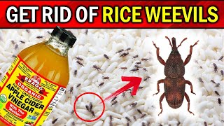 Naturally Get Rid of Rice Weevils with These Simple Tricks [upl. by Noicpesnoc]