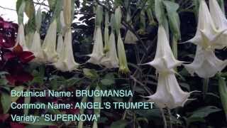 Brugmansia Supernova [upl. by Haldes]