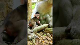 Very Cute Monkey Videos Shorts [upl. by Brooking]