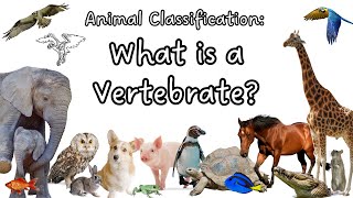 What is a Vertebrate Animal Classification  Kids Science Lesson  Characteristics of Vertebrates [upl. by Drofyar960]