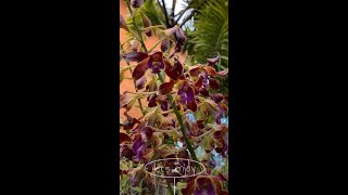 All About DENDROBIUM Orchids  How To Grow Them  Enjoy It [upl. by Eelrebmyk]