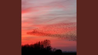 Murmuration of Starlings [upl. by Virginia817]