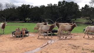 Scimitar Horned Oryx Thriving in Texas [upl. by Lashondra]