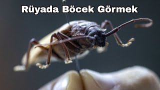 Rüyada Böcek Görmek Yorumu  Rüya Tabirleri volcanorüyatabirleri [upl. by Aligna365]