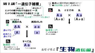 生物遺伝編 第1講「一遺伝子雑種」 [upl. by Ignacius603]