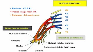 Innervation du membre supérieur [upl. by Miharbi]