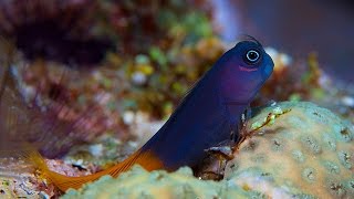 Bicolor Blenny Ecsenius bicolor [upl. by Nnylsoj175]