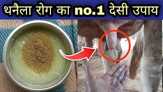 पशुओ के थनैला रोग का no1 ईलाजThanela rog ka illajMastitis treatment of cow and buffalo [upl. by Ursel]