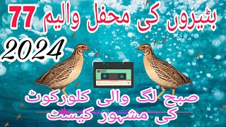 Unique Quail Sound For Morning Time Vollume 77  Batair ki Awaz  Common Quail Sound [upl. by Nahamas]