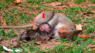 What happened Really refuses milk while baby monkeys very need milk  Real Angkor Monkey [upl. by Ahsenar]