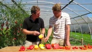 Tomates quelles variétés choisir [upl. by Hallvard]