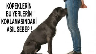 Köpeklerin Mahrem Yerlerin Koklamasının sebebi budur  HEMEN ÖĞRENİN [upl. by Stevana]