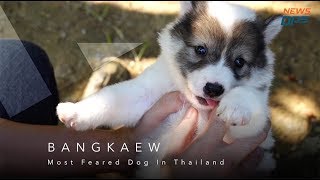 Thailands Bangkaew Dog  by NewsOps [upl. by Aisereht]