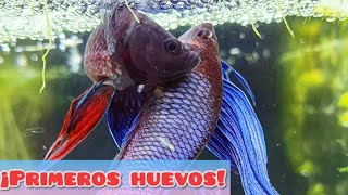 ¡NUESTROS PECES BETTA YA TIENEN HUEVOS  REPRODUCCION BETTA CAPITULO 2º [upl. by Hacim]