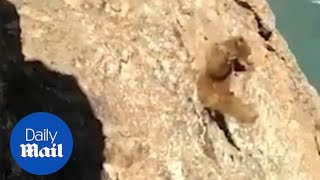 Bear falls off cliff and dies after villagers pelt stones in India [upl. by Nannerb]